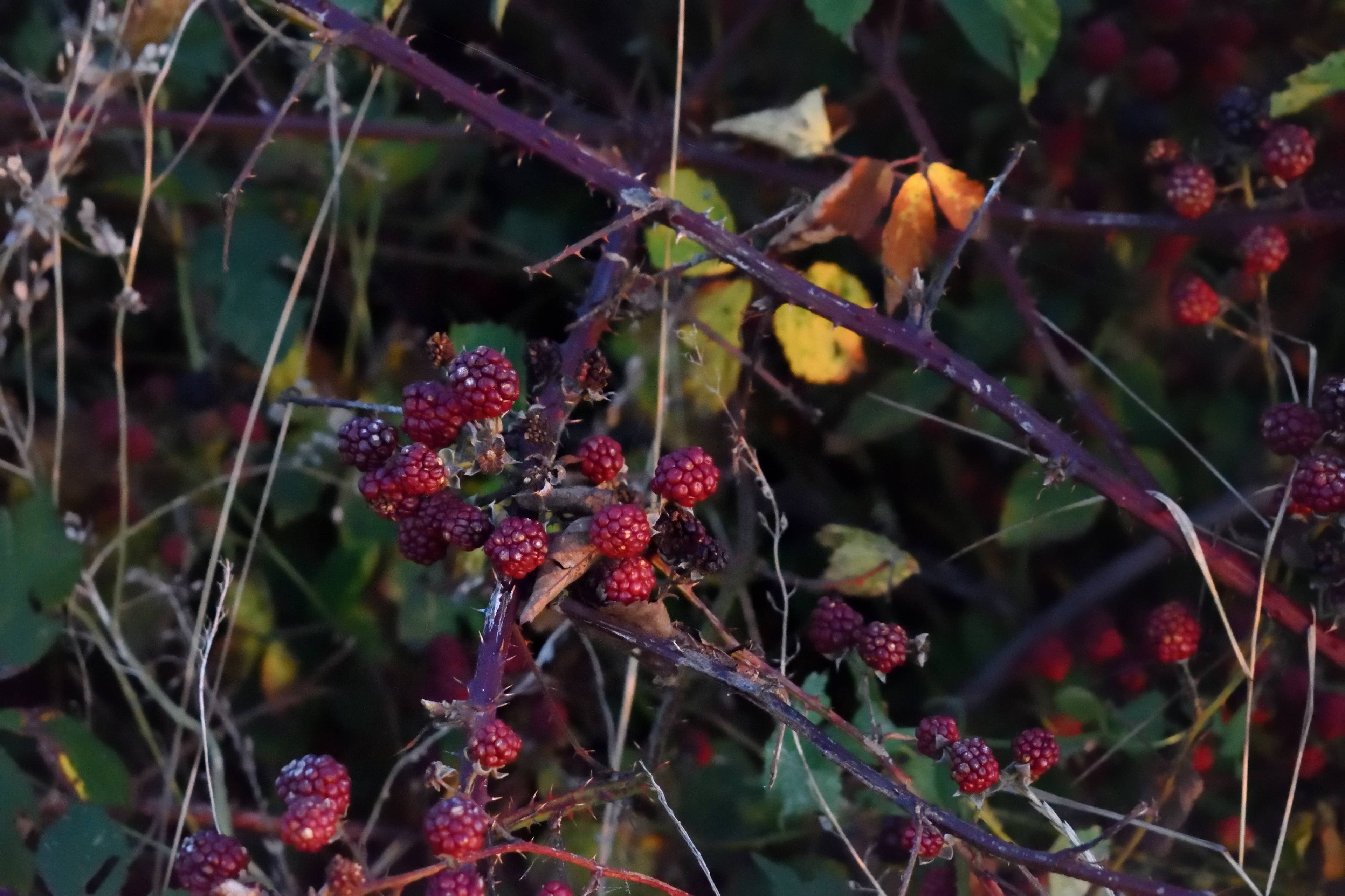 Duftstäbchen SEEBEEREN - Himbeere &amp; rosa Pfeffer